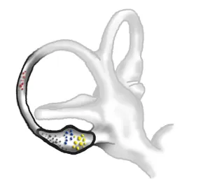 DGHNOKC Walther Bogengaenge